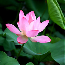 Hồ Chung