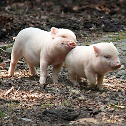 Nguyễn Huy Tường 