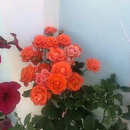 Đặng Trần Nhuấn