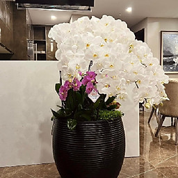 Dien Hoa Phuong Dong