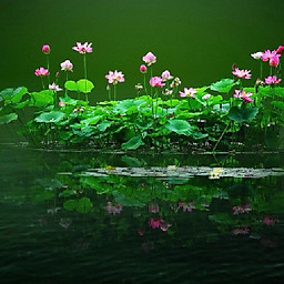 Triệu Đức Hạnh