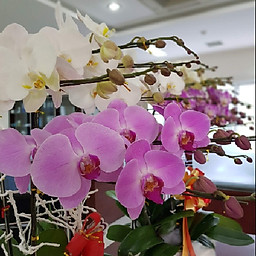 Lê Thị Mộng Tuyền