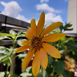 Nguyễn Ngọc Thỏ