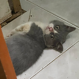 Mai Trần Thị Phúc