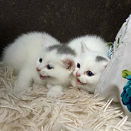 Phạm Ngọc Thảo