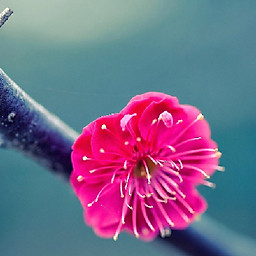 Lương Thị Phi Yến