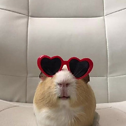 Lê Trương Quỳnh Anh