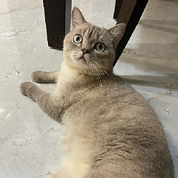 Đặng My