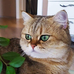 Trương Phương Lan