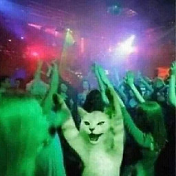 Như Kangaroo