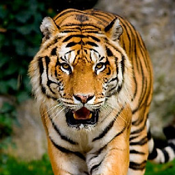 Nguyễn Trọng Hiếu