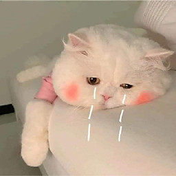 Võ Thị Hồng Hảo