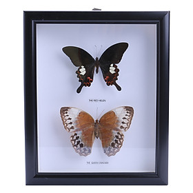 Bướm 2 Con - Mẫu 2