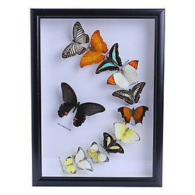 Bướm 12 Con - Mẫu 2