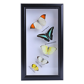 Bướm 5 Con - Mẫu 1