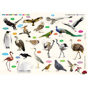 Bảng Giáo Dục Cho Bé - Các Loài Chim