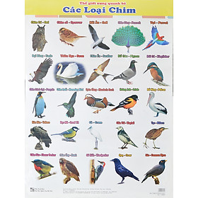 Download sách Poster Lớn - Các Loại Chim
