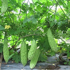 Mua Hạt Giống Mướp Đắng F1