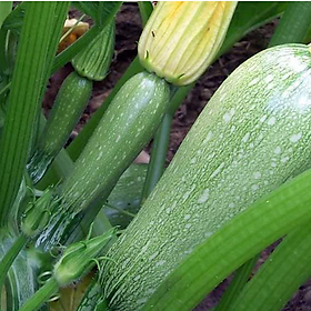 02 Gói Hạt Giống Bí Ngòi Xanh_Bí Zucchini