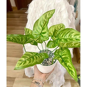 Mua Cây giả decor trang trí cao 30cm một cụm gồm 9 lá