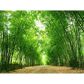 Mua TRANH DÁN TƯỜNG 3D CAO CẤP | TRANH DÁN TƯỜNG | TRANH TRANG TRÍ | T3DMN-T6-VAD_SSTH03732