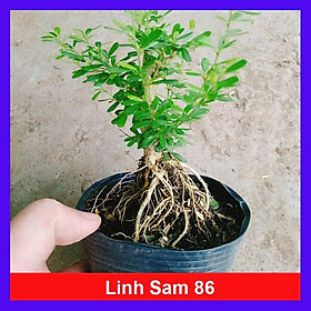 Mua Cây Linh Sam 86 - cây cảnh bonsai để bàn + tặng phân bón