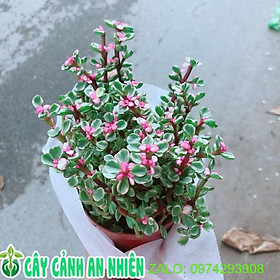 Mua Cây Cành Vàng Lá Ngọc