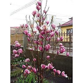 Mua Cây Mộc Lan Siêu Nụ ( cây đang có nụ ảnh thật số 2 )