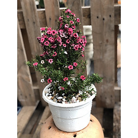 Chậu cây Nhất Chi Mai cao 39 - 45 cm