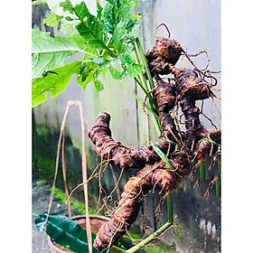 CÂY GIỐNG SÂM NGỌC LINH