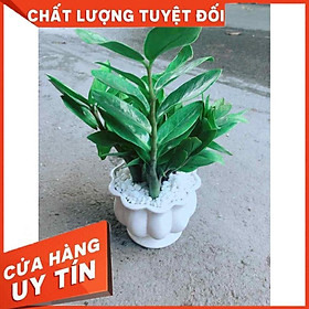 Chậu Kim Tiền Nhiều Người Mua