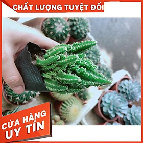 Xương Rồng Thanh Sơn Nhiều Người Mua