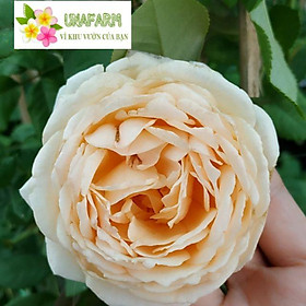 hồng LEO Crown Princess Margareta (hồng leo CPM) size chậu C9 - CayGiongTot