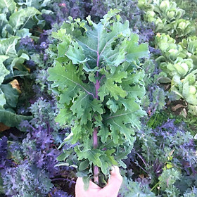 Cây Giống Cải Xoăn Kale rong biển tím - cây già khỏe, ươm trong bầu đảm bảo