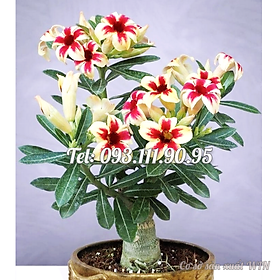 Hạt giống hoa sứ 5 cánh màu vàng đỏ - Bịch 10 hạt – Mã số 1758