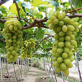 Mua Hạt giống nho xanh leo gian 10 hạt/gói ( Kèm 3 viên sơ dừa ươm hạt )