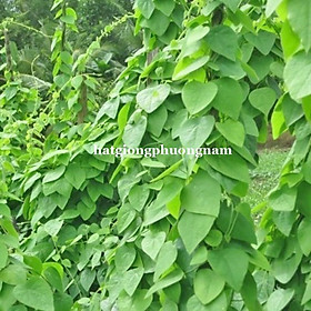 Mua RADO - Hạt Giống Sương Sâm Lông - Trồng Rau Xanh Rau Sạch Bằng Đất Sạch  Xơ Dừa Và Phân Bón Hữu Cơ