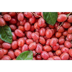 Mua Cây nhót ngọt
