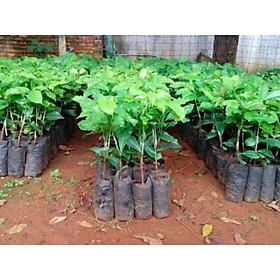 Mua cây giống cà phê