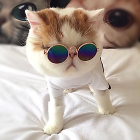 Phụ kiện kính đeo thời trang cho chó mèo