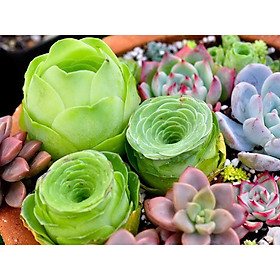 Bộ 2 gói Hạt giống sen đá hoa hồng
