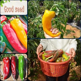 ️ GÓI 50 HẠT ỚT SỪNG BÒ F1️ SIÊU TO SIÊU KHỔNG LỒ