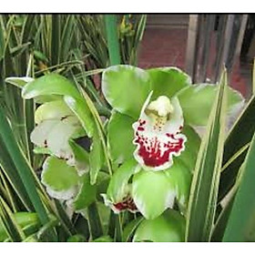 Mua ĐỊA LAN LÁ BIÊN - hàng gửi đi nguyên châu  hoa đẹp  hàng hiếm