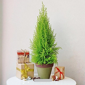 Mua Cây tùng thơm to  cao 50cm  lá có tỏa ra tinh dầu thơm dễ chịu tán sum suê bắt mắt thích hợp trang trí nội thất