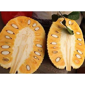 Mua cây giống mít thái siêu sớm 1 năm cho trái ( siêu trái - ra trái quanh năm )