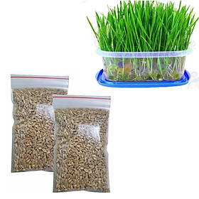 Hạt giống cỏ mèo bổ sung chất sơ và đẩy búi lông ra ngoài túi 10g - Hạt cỏ mèo