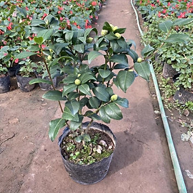 Cây hoa trà mi đỏ cao 50-60cm trồng trong bịch đen sum xuê và sai nụ