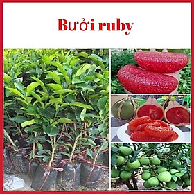 Mua Cây bưởi RuBy không hạt vỏ xanh ruột đỏ (anh thật hình cuối)