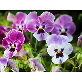 Mua Hạt giống Păng xê hỗn hợp 0.5g (Hoa Tử La Lan)