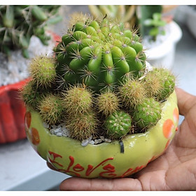 Chậu sứ cây xương rồng chùm tặng kèm đá trang trí